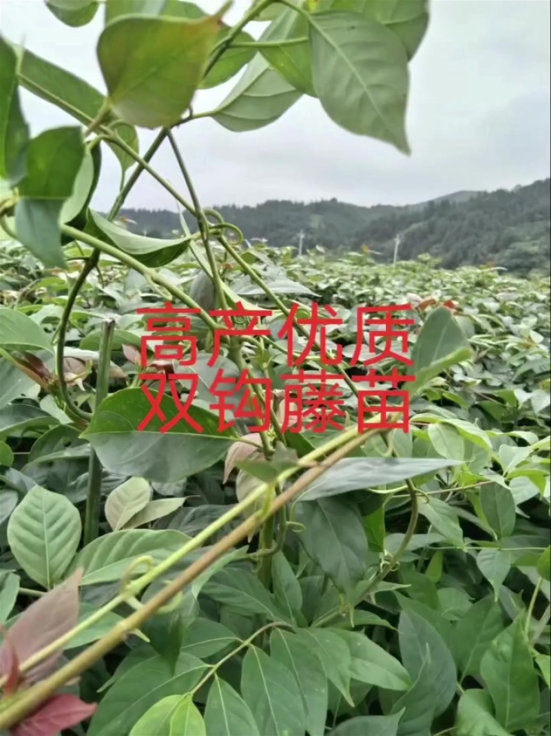 双钩藤