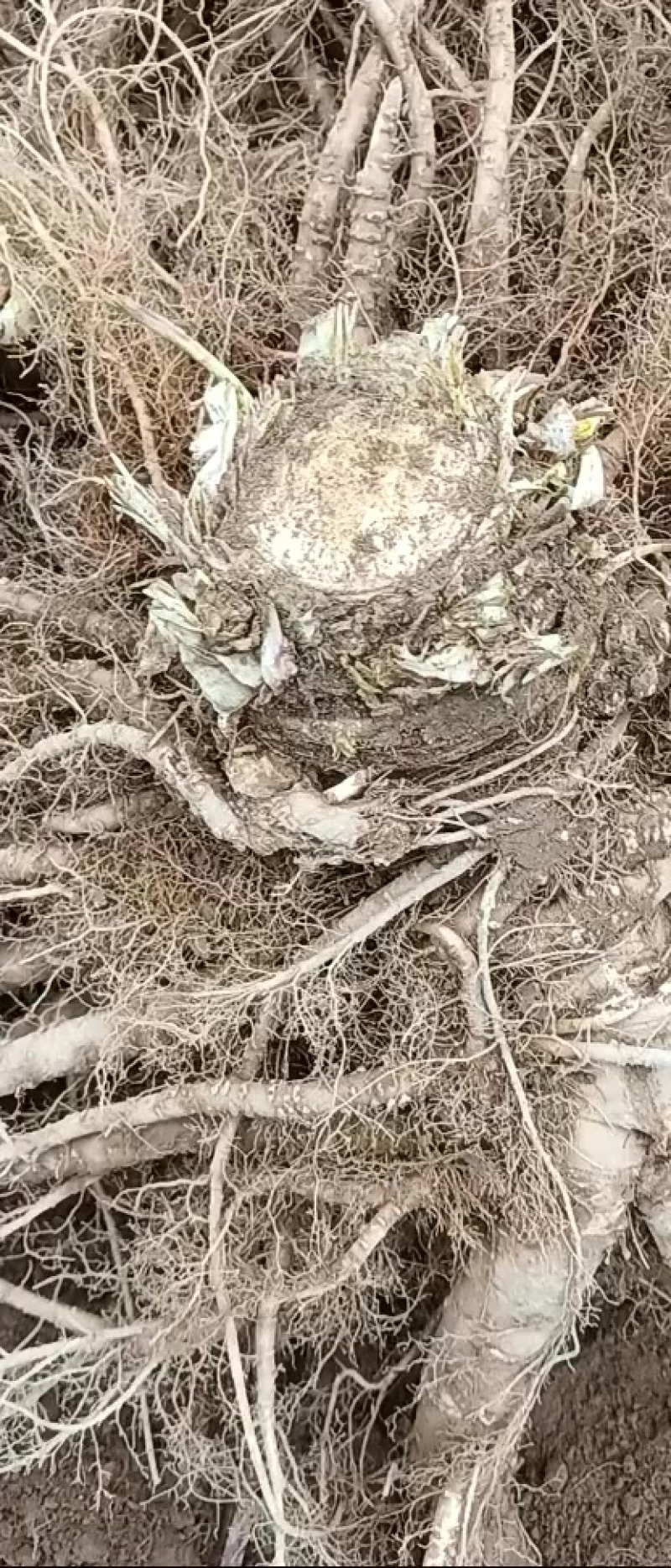 菜当归，有需要联系我