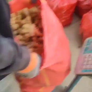 云南姜母打包发货挖库存姜剩下