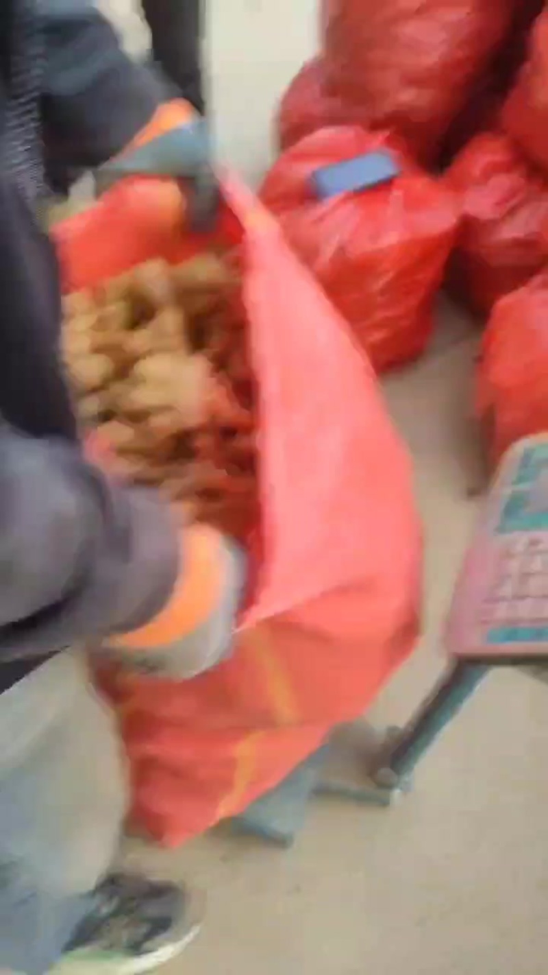 云南姜母打包发货挖库存姜剩下