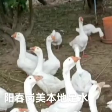 新鲜活鹅，产地直供，健康无添加，快来选购！