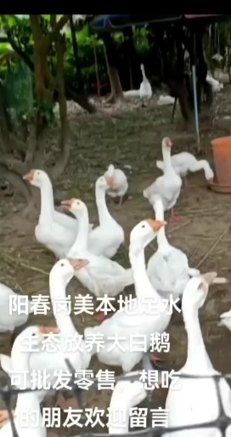 新鲜活鹅，产地直供，健康无添加，快来选购！