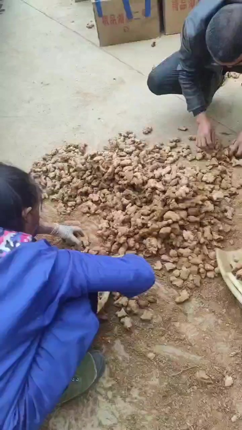 云南姜母打包发货挖库存姜剩下