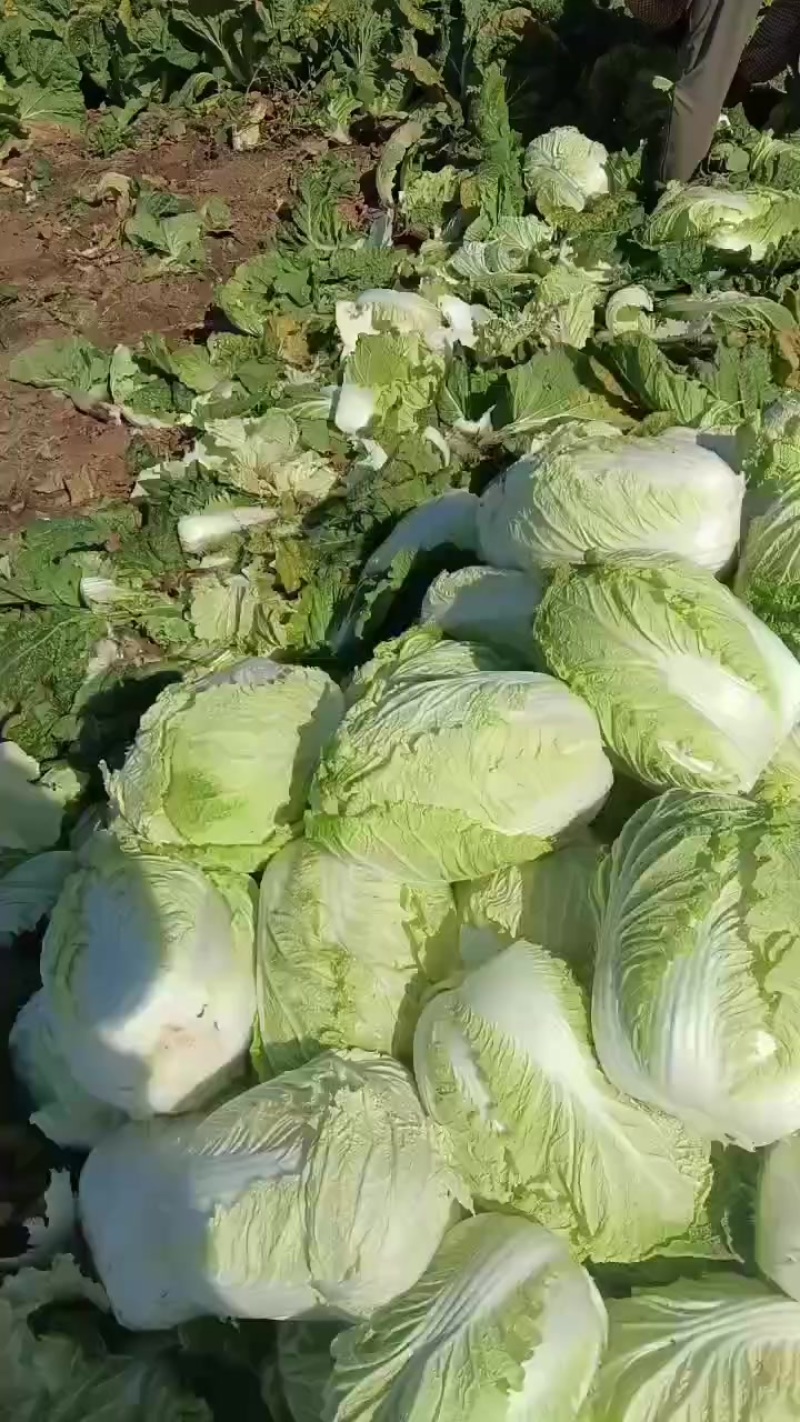 白菜