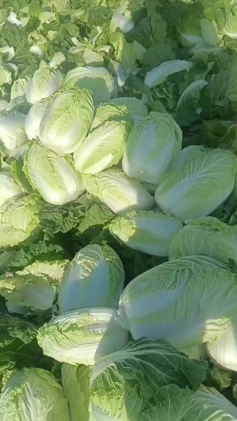 白菜
