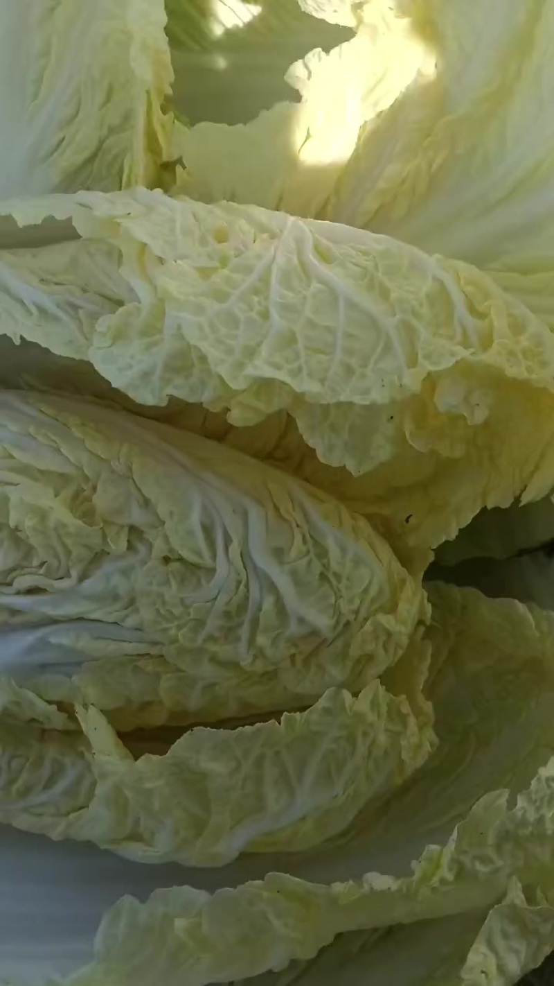 白菜