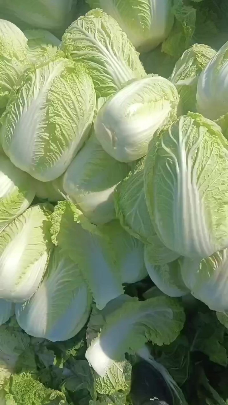 白菜