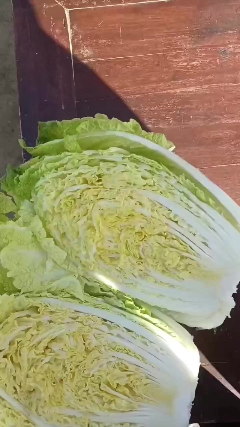 白菜