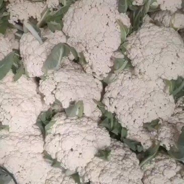 花菜，通货只要不烂