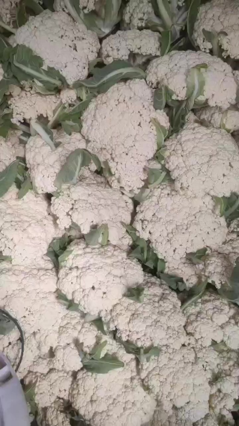 花菜，通货只要不烂