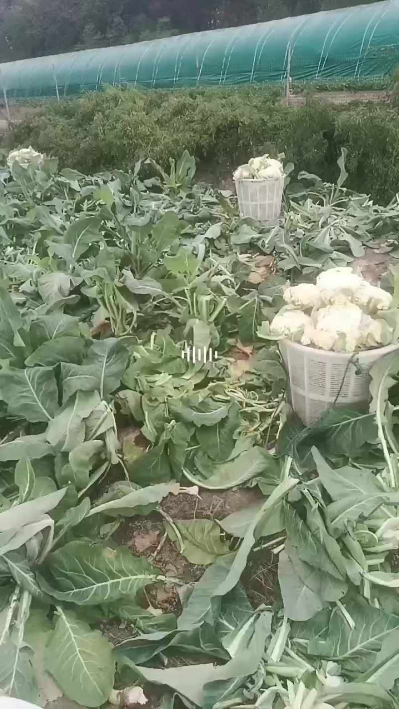 花菜，通货只要不烂