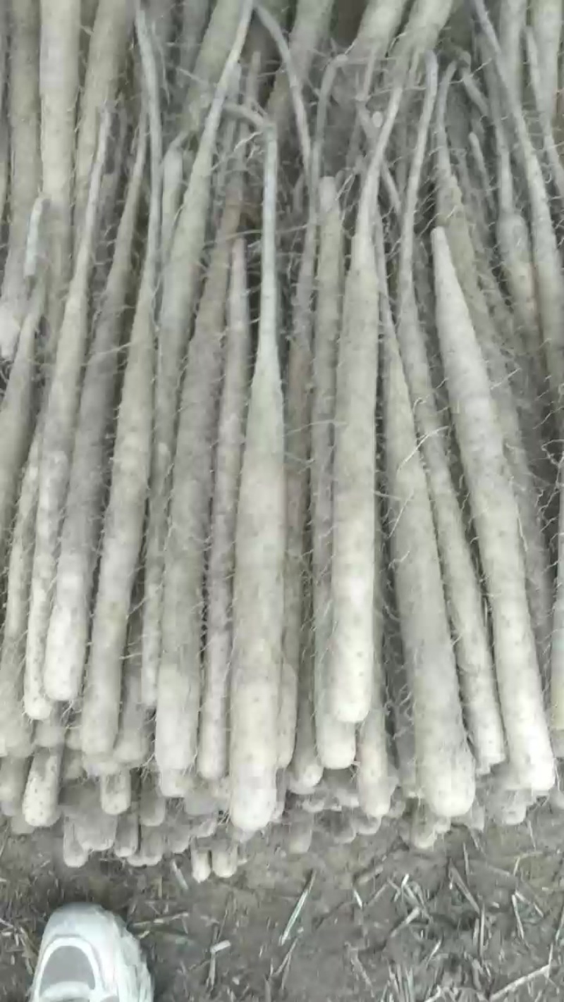 双棒二路三路，