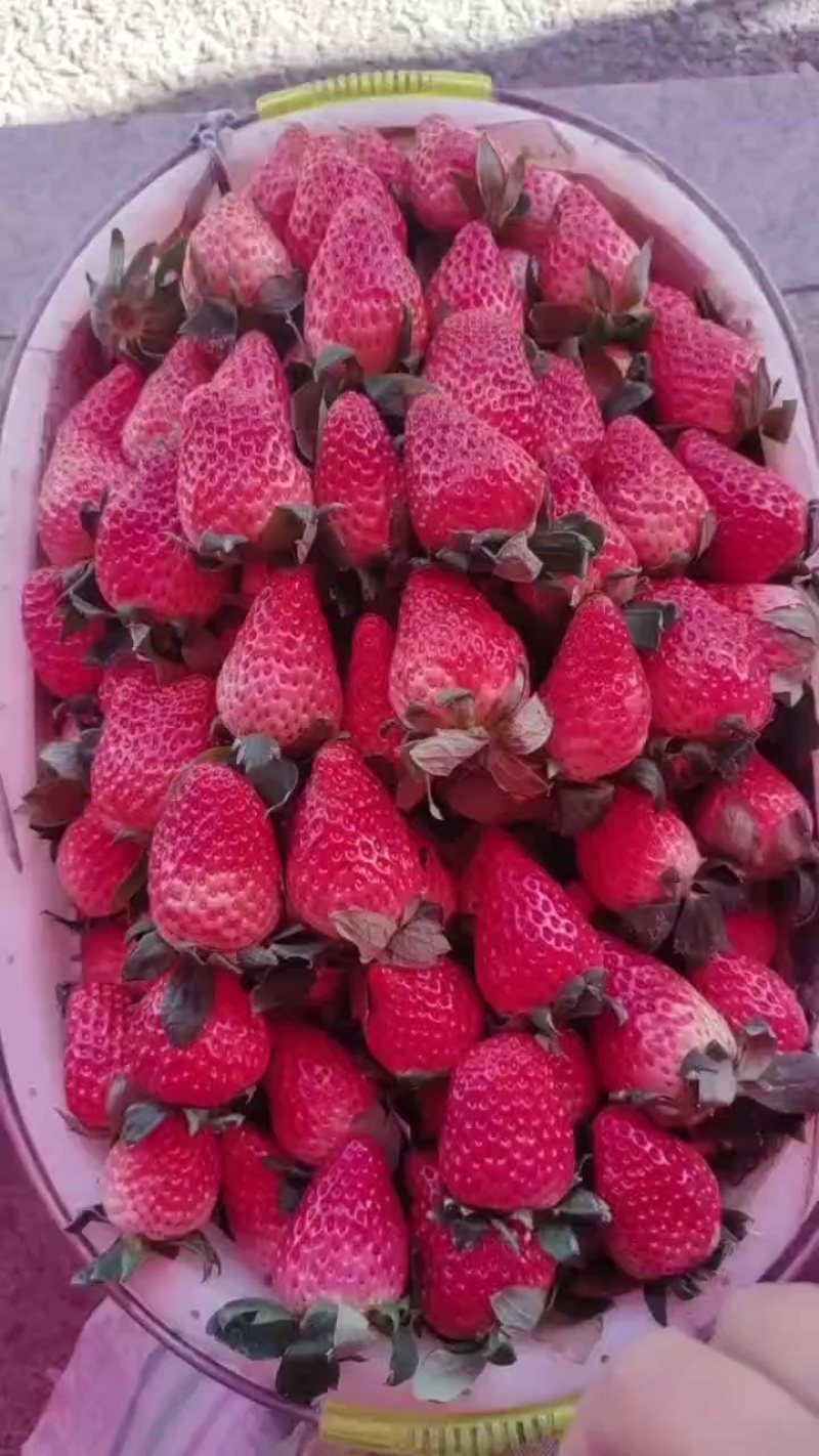 红颜草莓