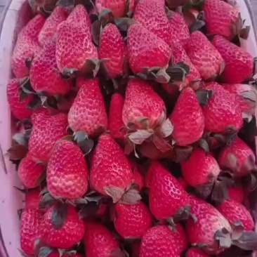 红颜草莓