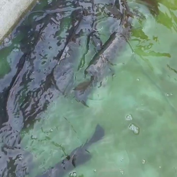 野生黑鱼
