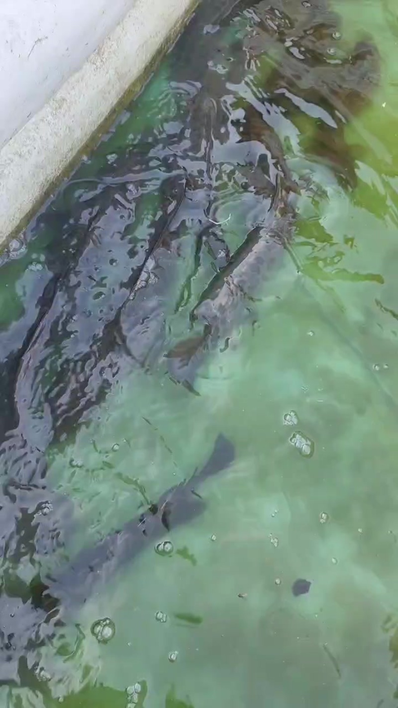 野生黑鱼