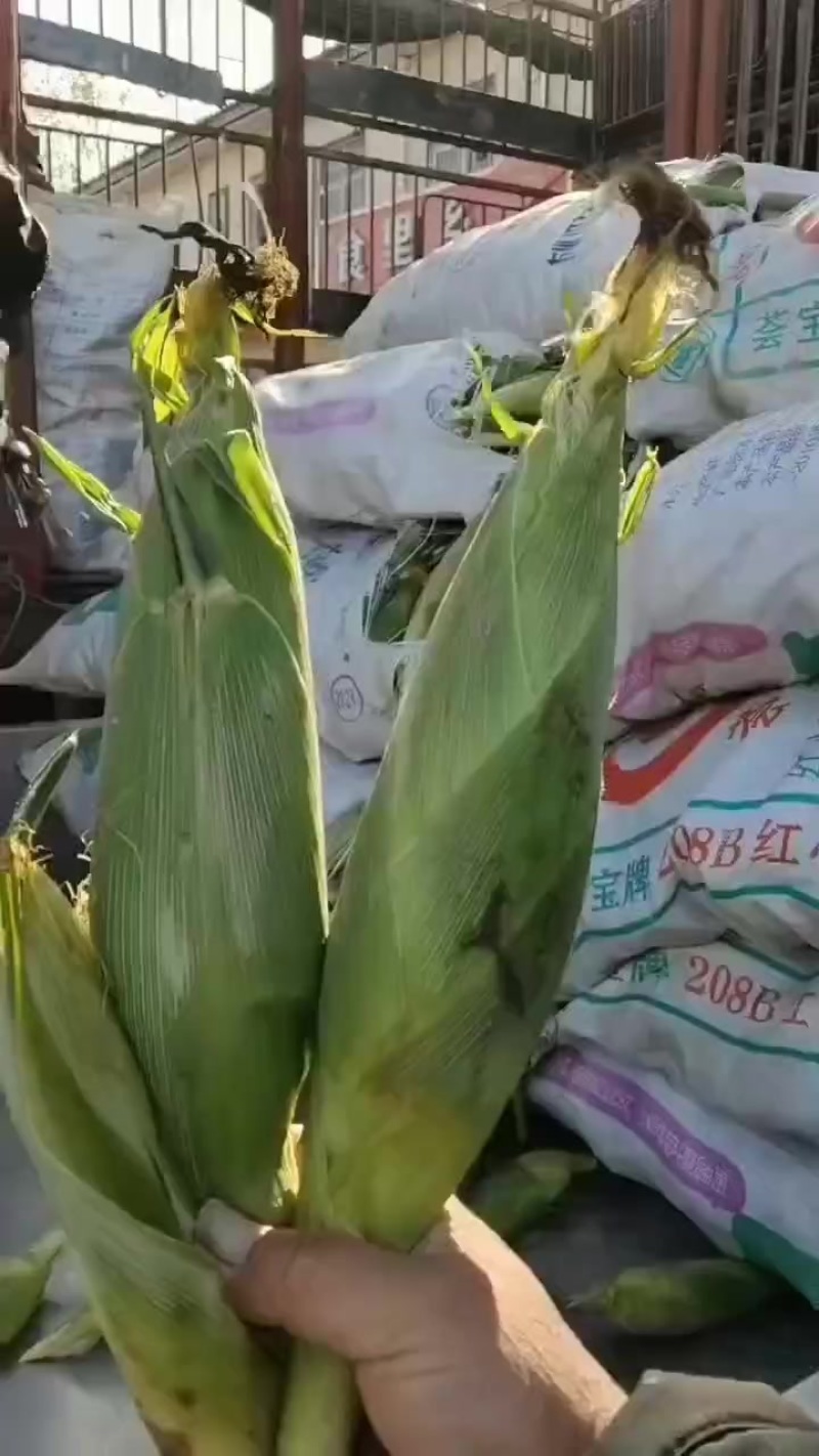水果玉米