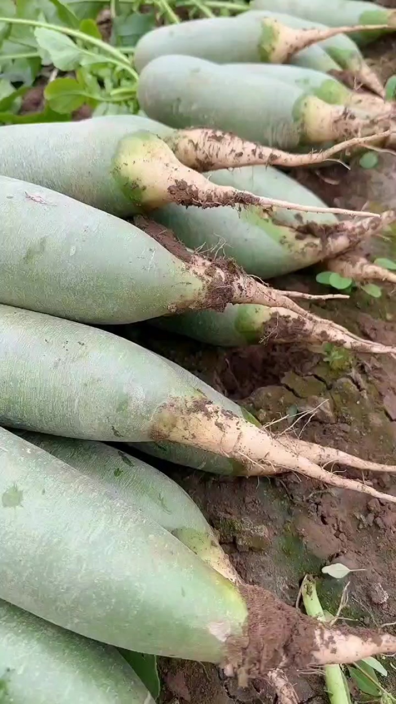金星沙窝萝卜