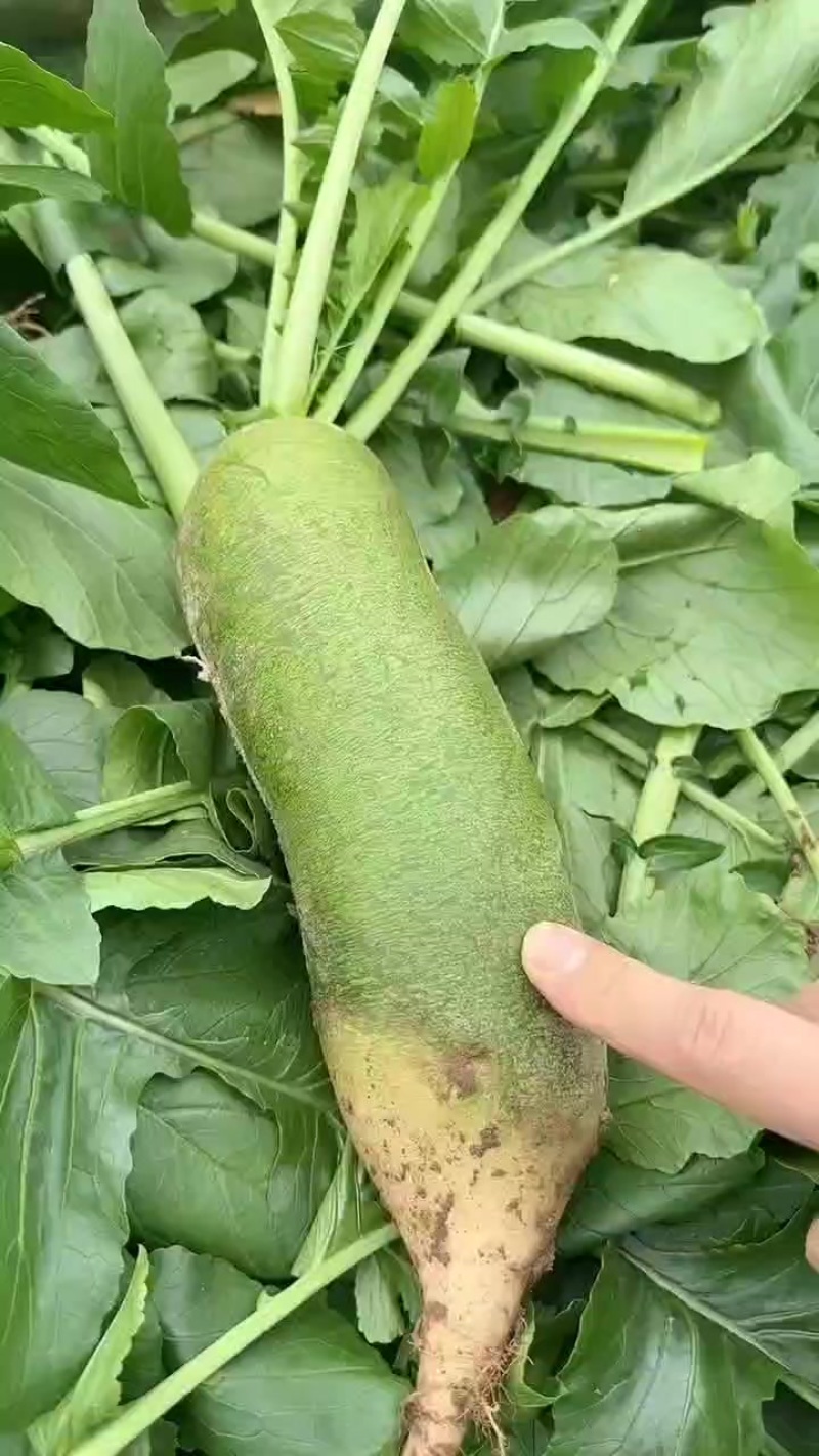 金星沙窝萝卜一件代发