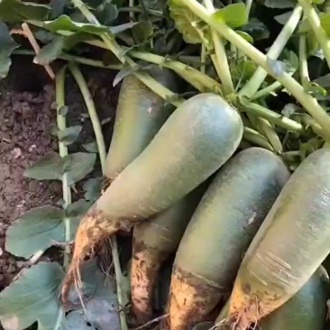 天津市西青区辛口镇小沙窝村金星沙窝萝卜