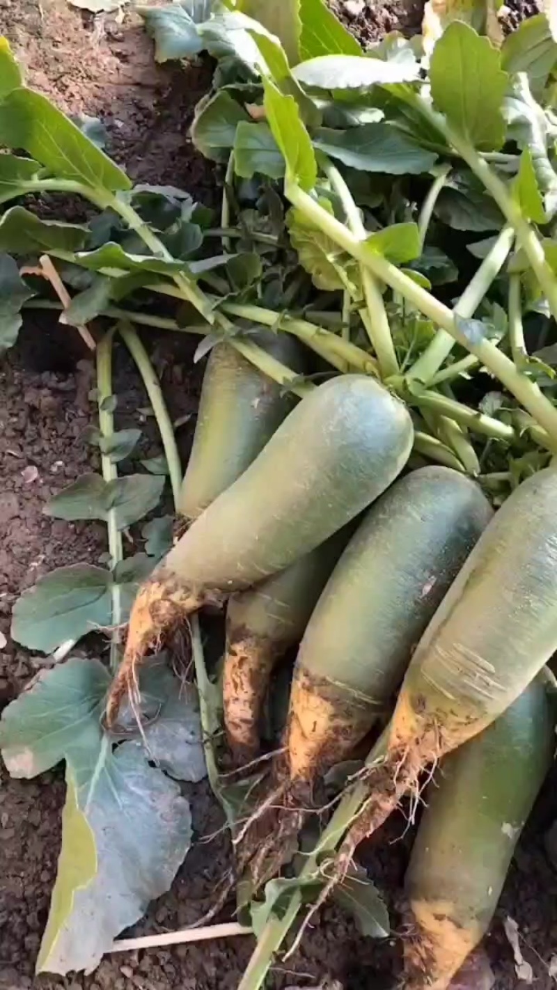 天津市西青区辛口镇小沙窝村金星沙窝萝卜
