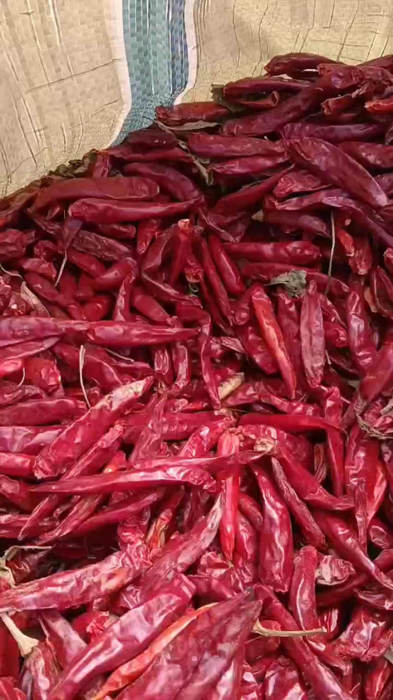 精品，三樱椒