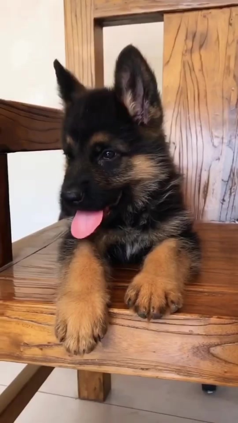 纯种德国牧羊犬