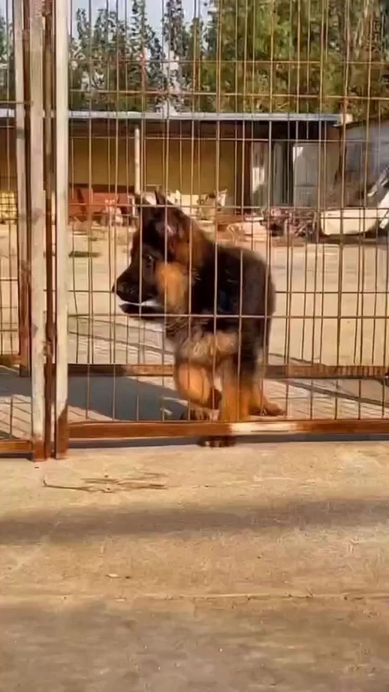 纯种德国牧羊犬