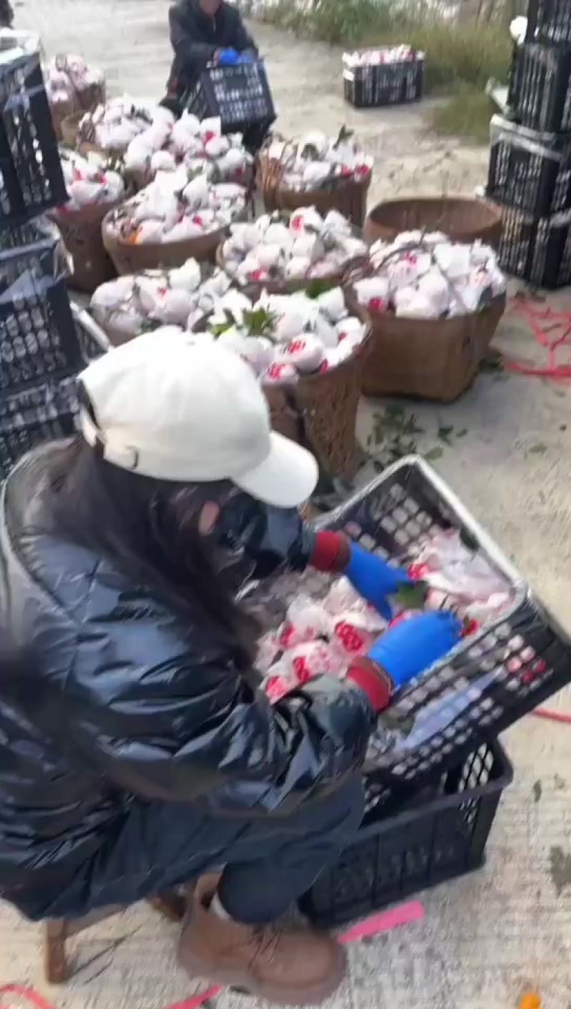 爱媛不干水70起，没有酸味，