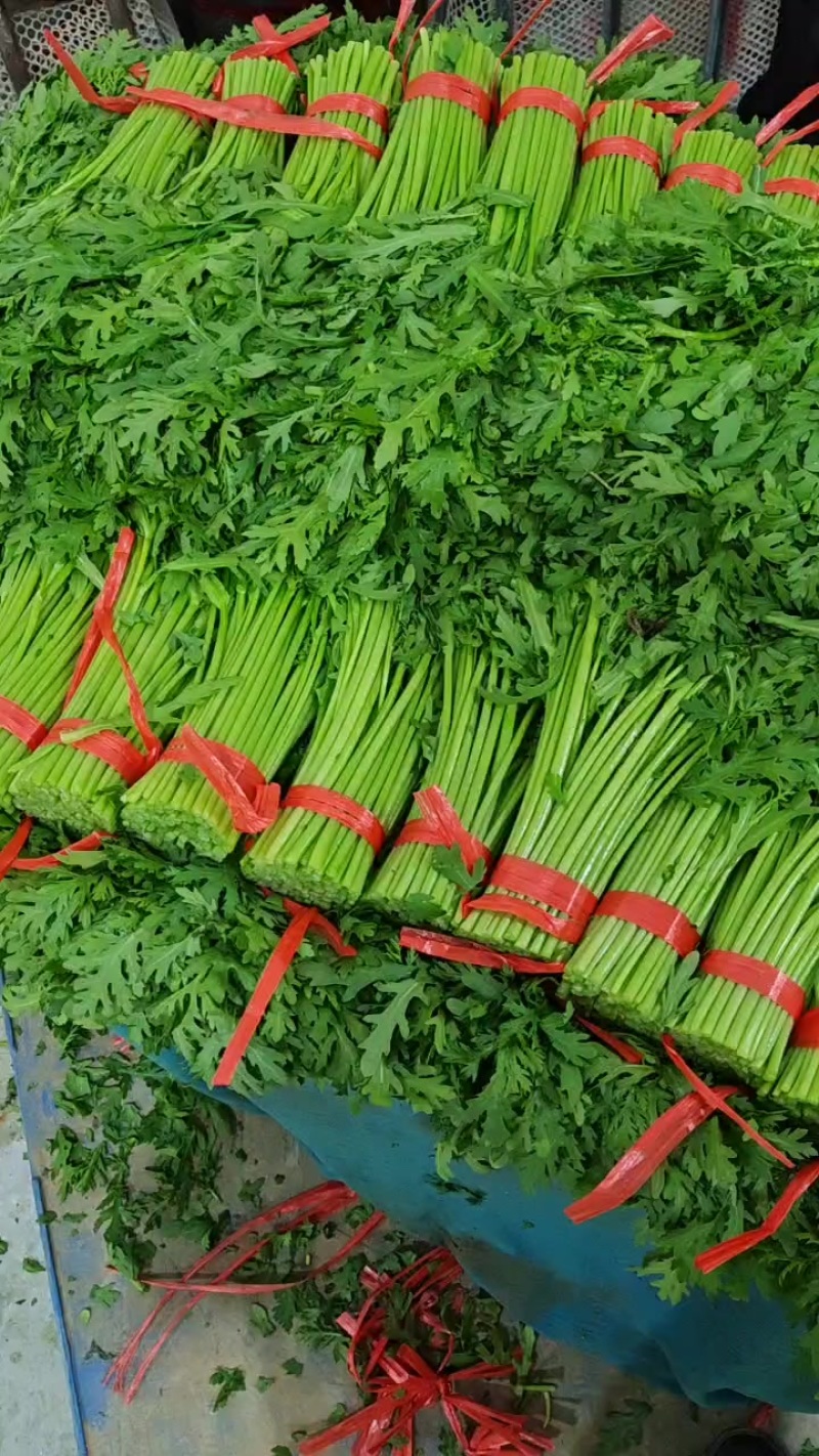 山东张北精品茼蒿，抽湿，冷库，包装，可全国接单发货。