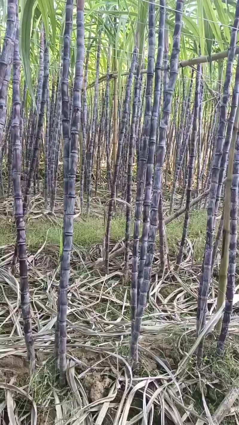 甘蔗