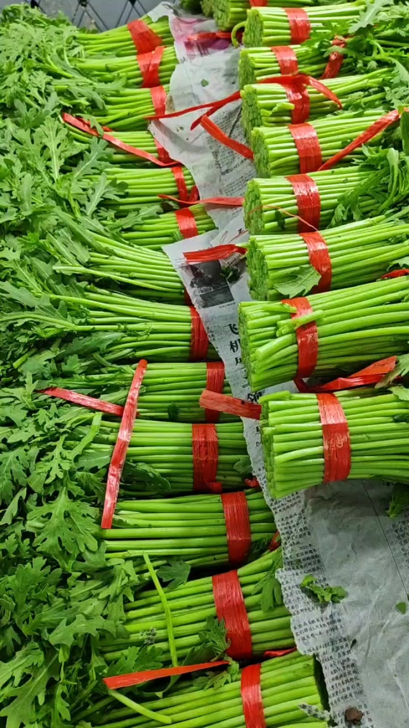 山东张北精品茼蒿，抽湿，冷库，包装，可全国接单发货。