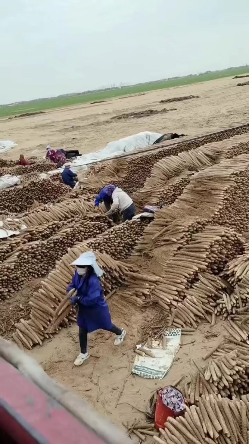 榆林白玉山药