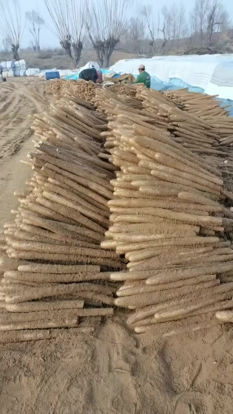 榆林白玉山药