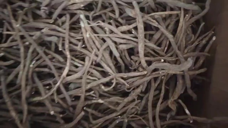 藏甜当归，小货