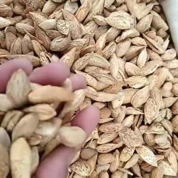 沙车一号原味的巴旦木