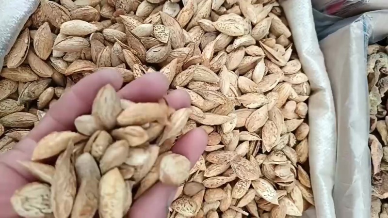 沙车一号原味的巴旦木