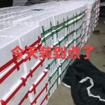 精品菠菜产地直销，大吨位供应，质量保证，价格合理！