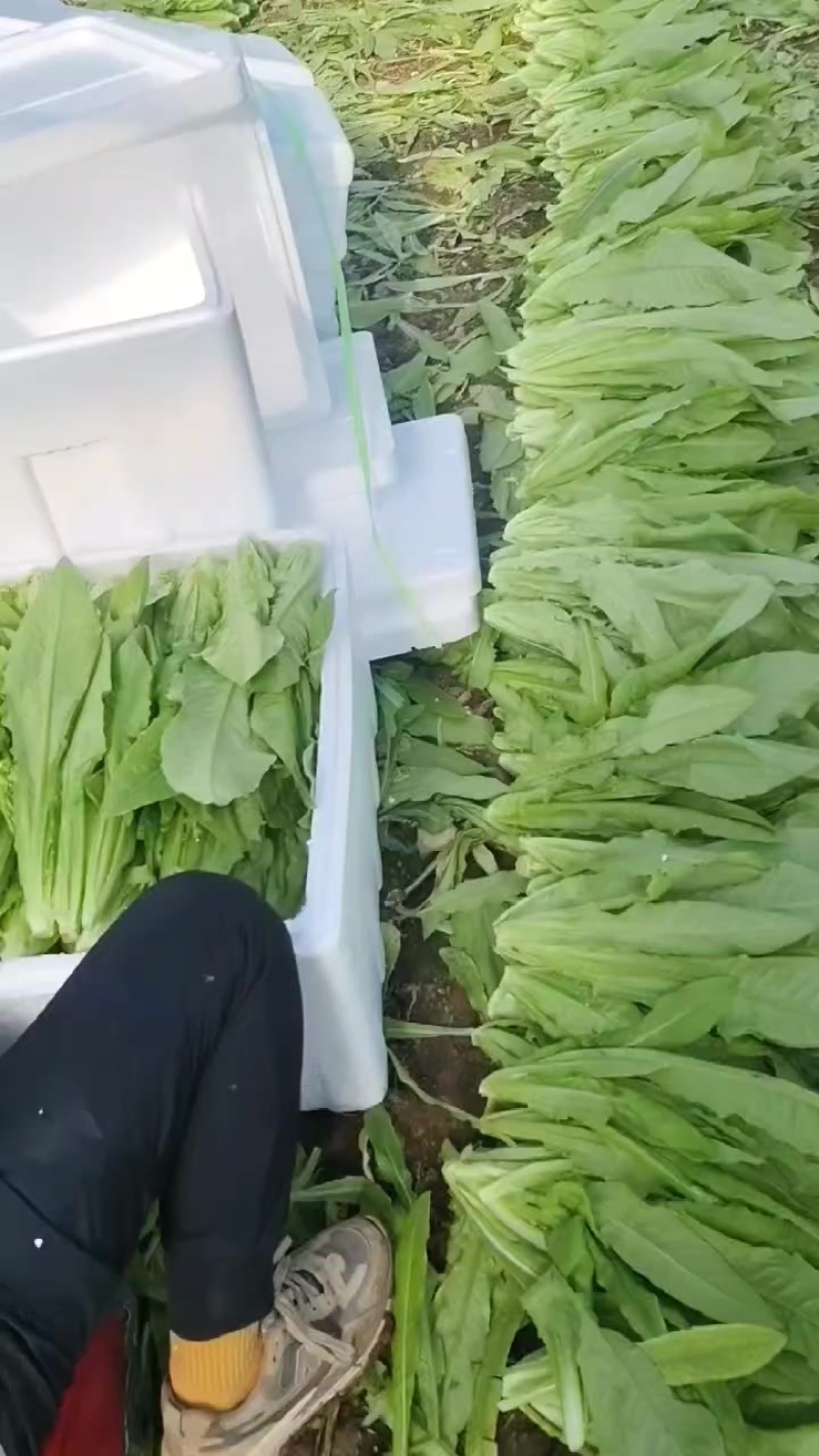 油麦