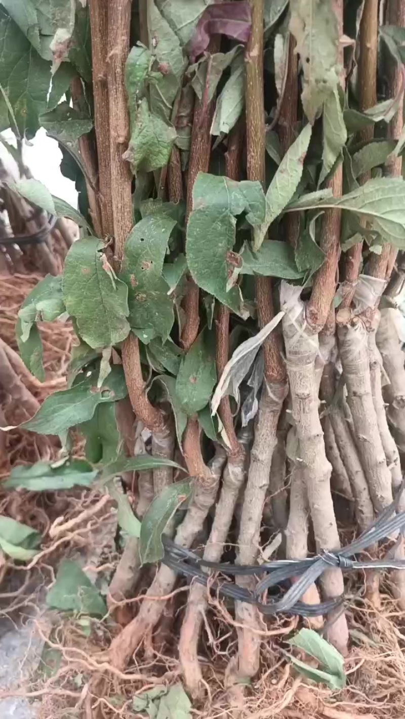 蜂糖李苗