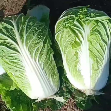 河南省安阳内黄白菜大量上市