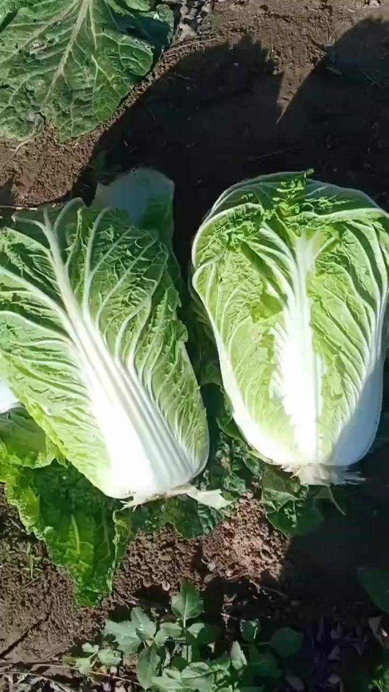 河南省安阳内黄白菜大量上市