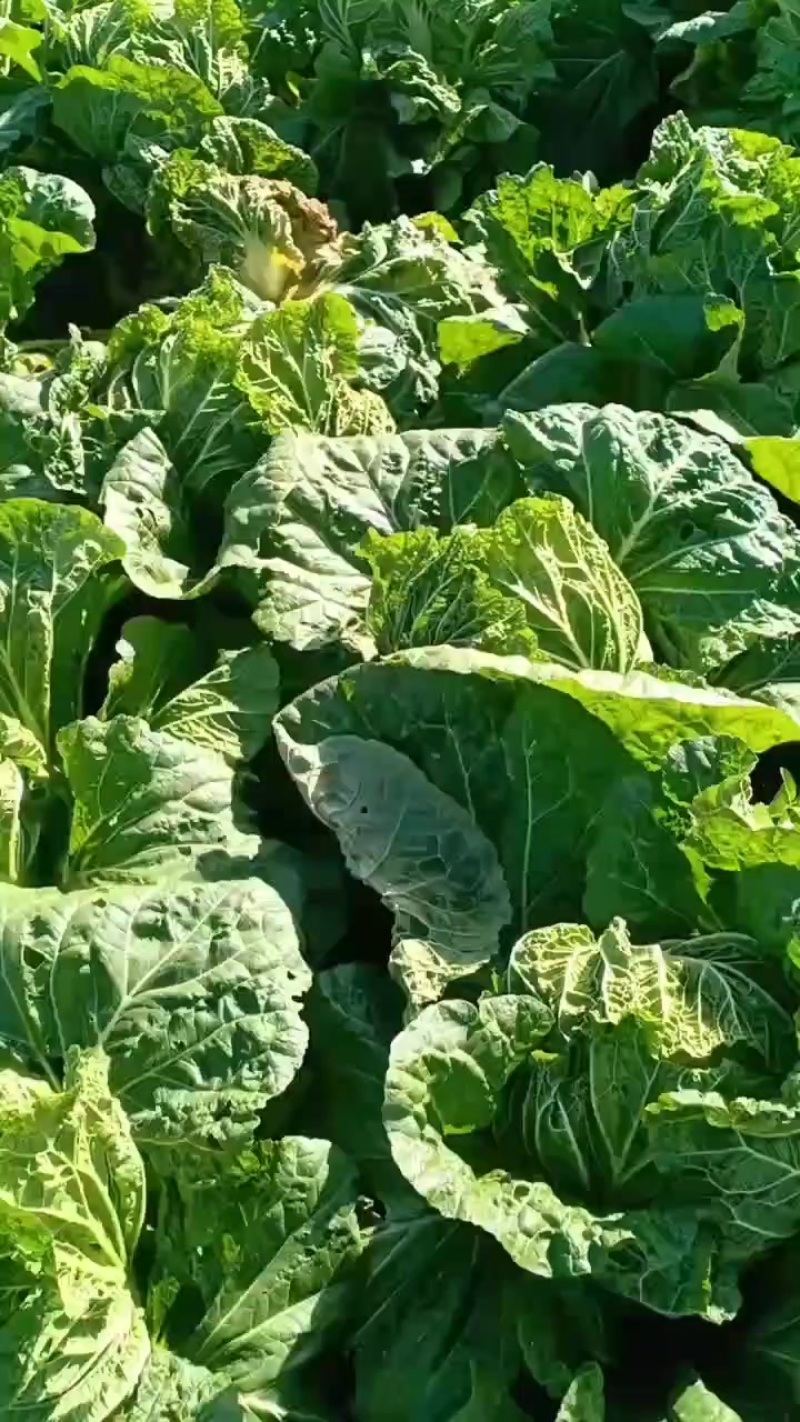 河南省安阳内黄白菜大量上市