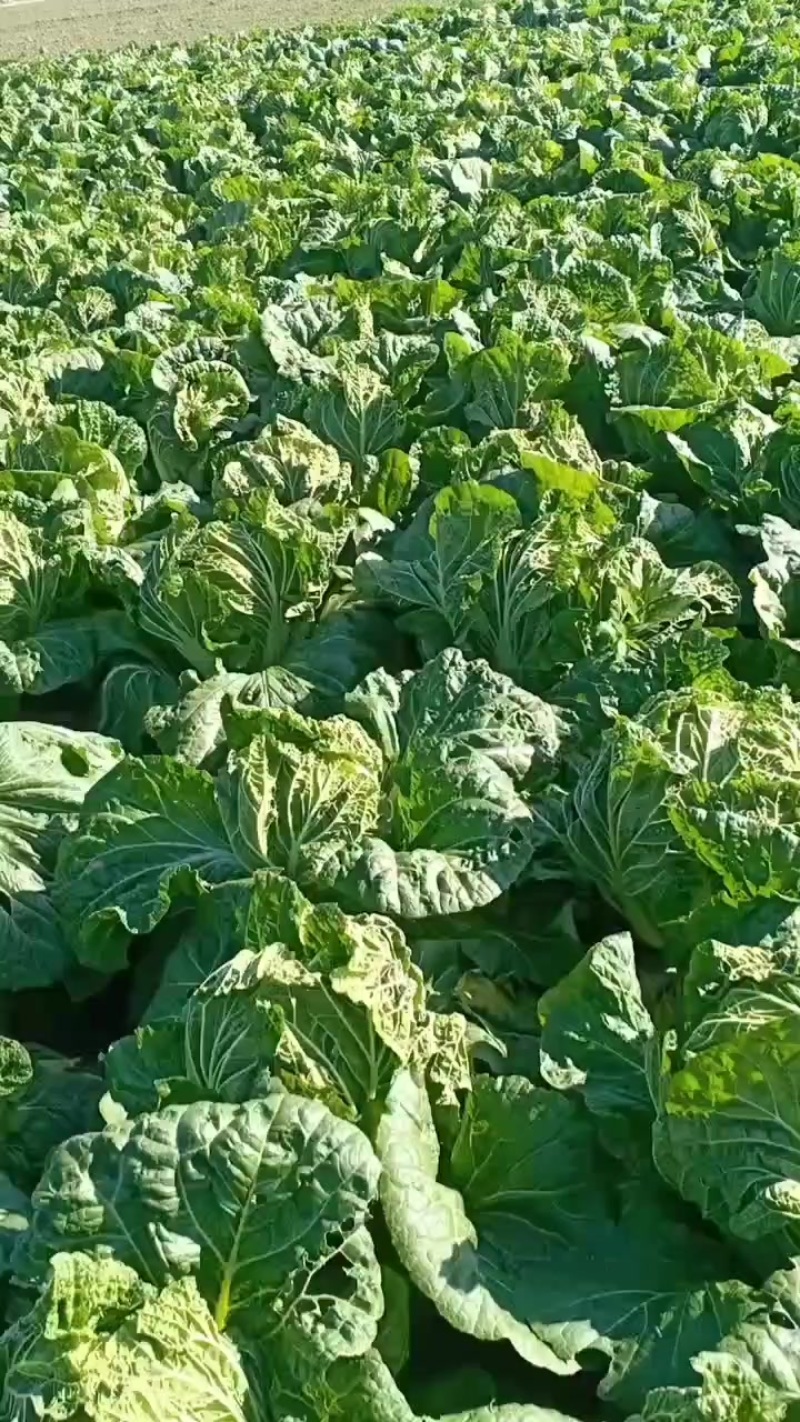 河南省安阳内黄白菜大量上市