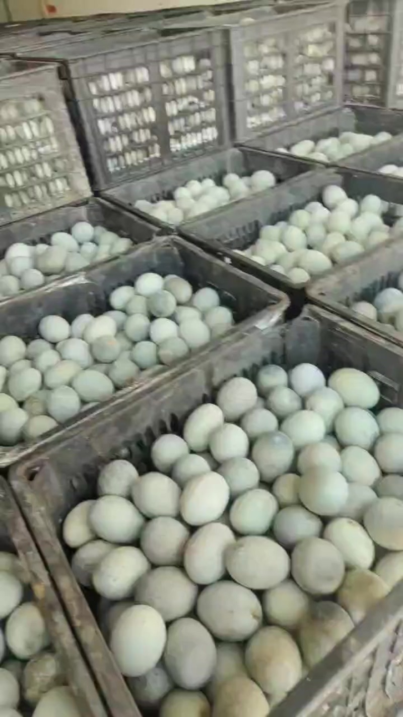松花蛋大量现货需要的联系