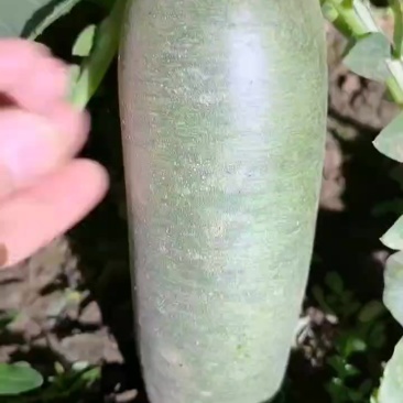 沙窝萝卜批发零售快递送货上门