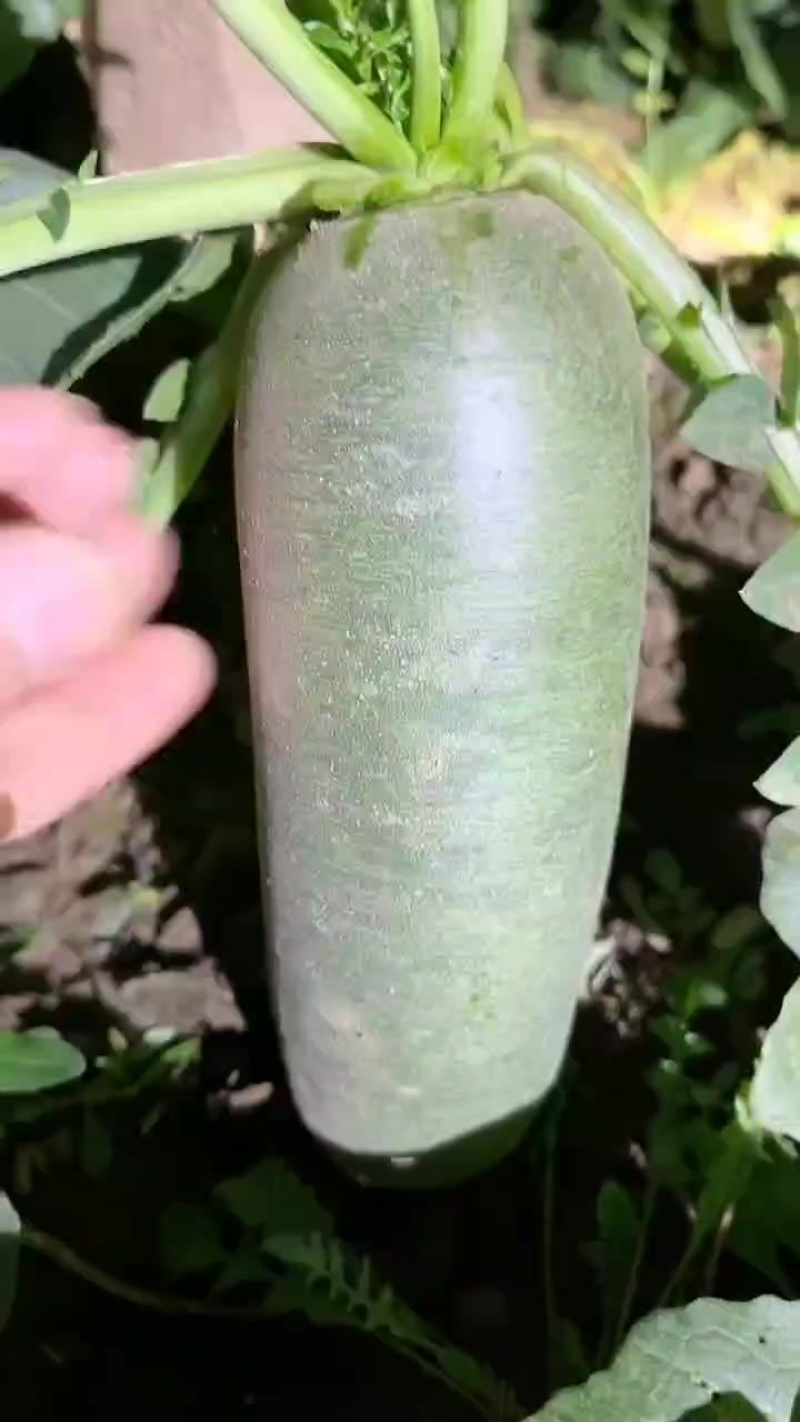 沙窝萝卜批发零售快递送货上门