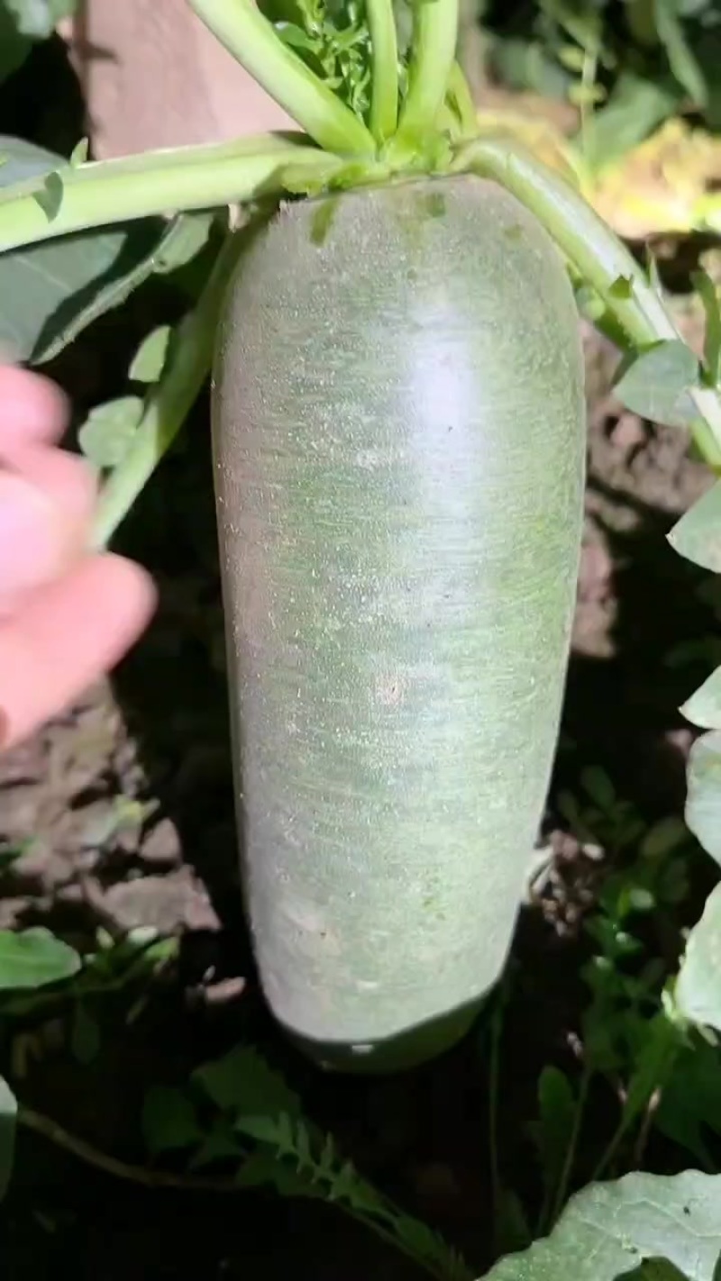 沙窝萝卜批发零售快递送货上门