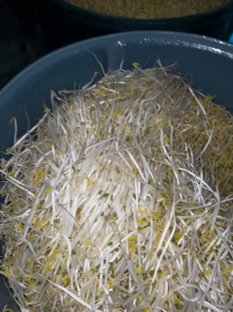 高品质绿豆芽