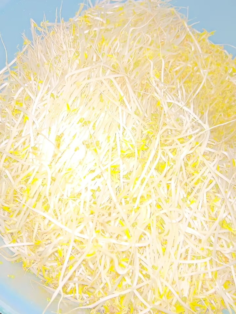 高品质绿豆芽